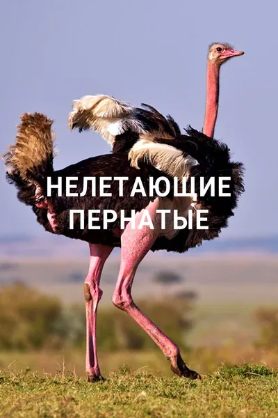 Нелетающие пернатые