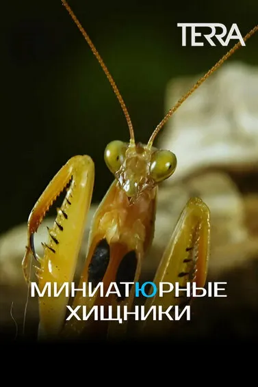 Миниатюрные хищники