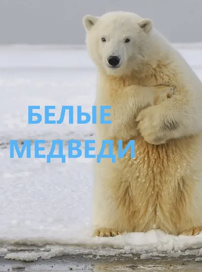 Белые медведи
