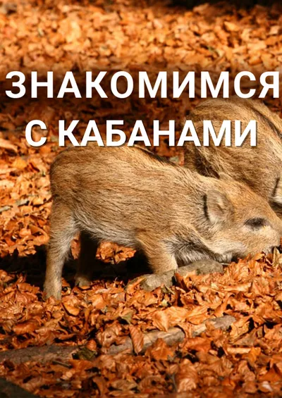Знакомимся с кабанами
