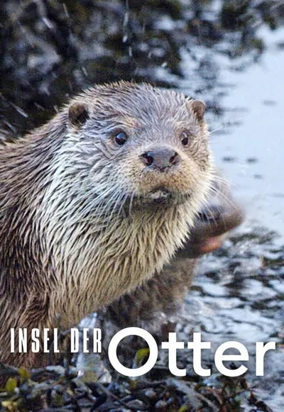 Выдры Шетландских островов: история семьи Драаци