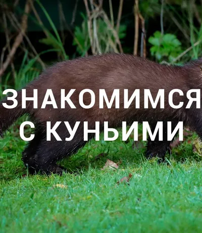 Знакомимся с куньими