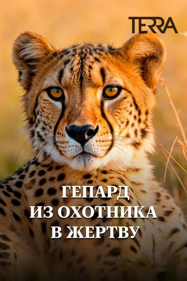 Гепард. Из охотника в жертву