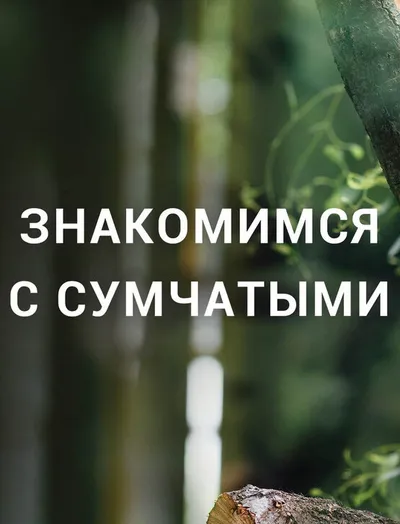 Знакомимся с сумчатыми